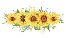 向日葵动漫,阳光照耀下的青春梦想之旅