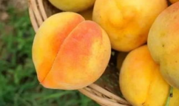 黄桃视频,探寻甜蜜背后的故事